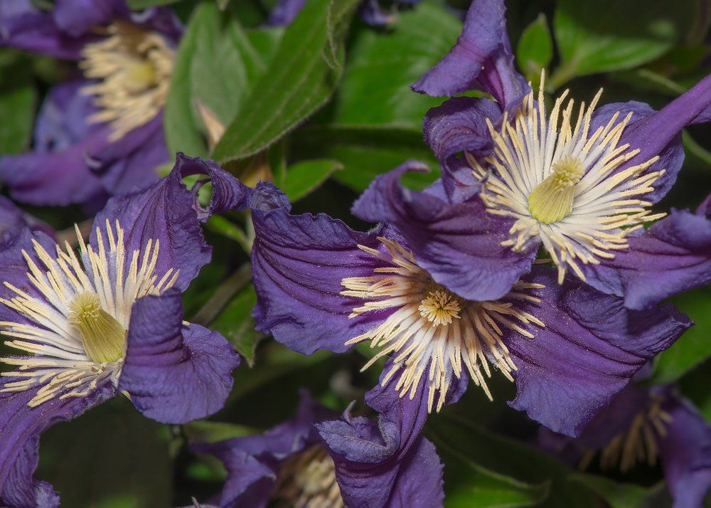 flower icon