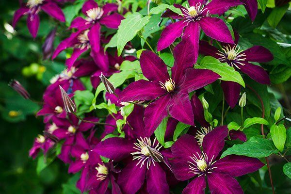 Westerplatte flower