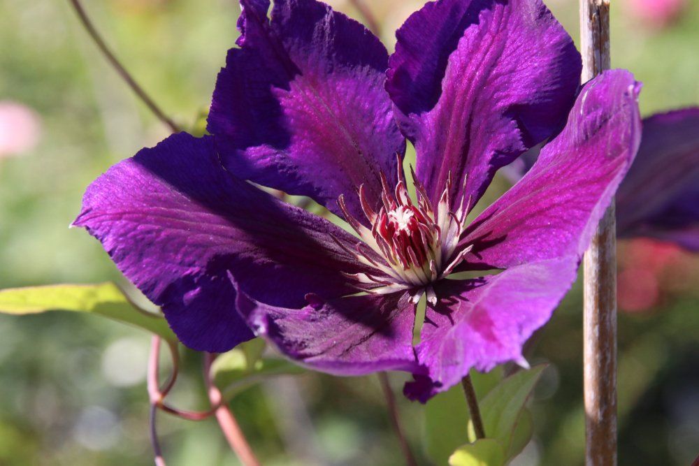 flower icon