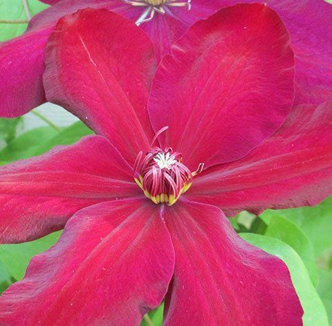 Westerplatte flower