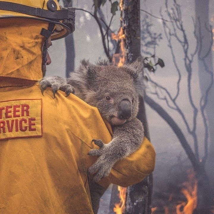 A fireman is holding a koala bear in front of a forest fire.