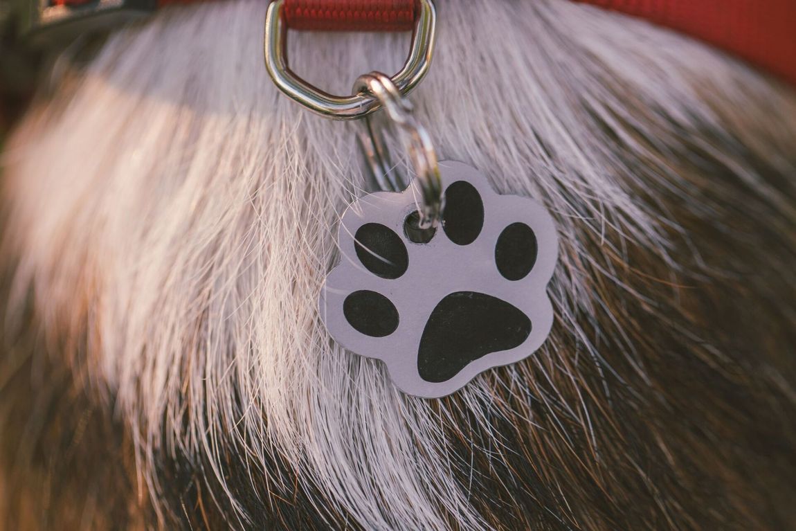 incisione medagliette personalizzate per cani