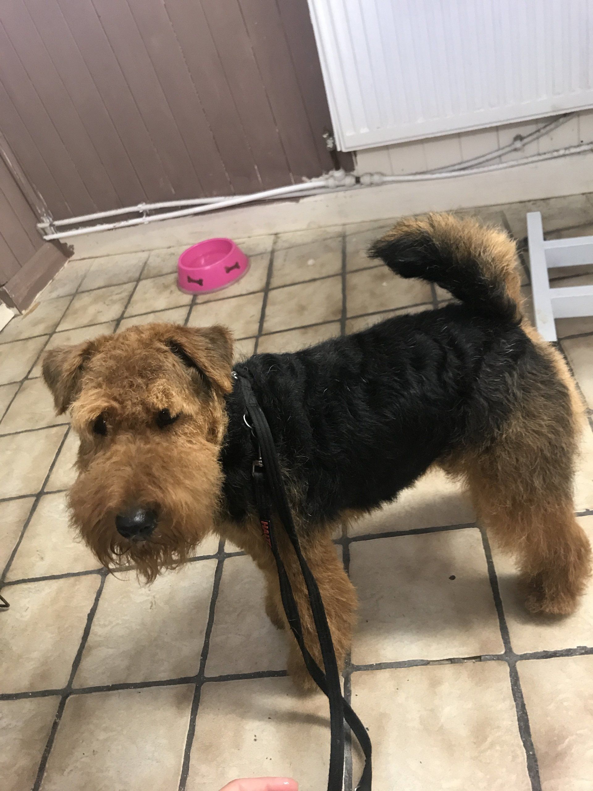 A groomed pet