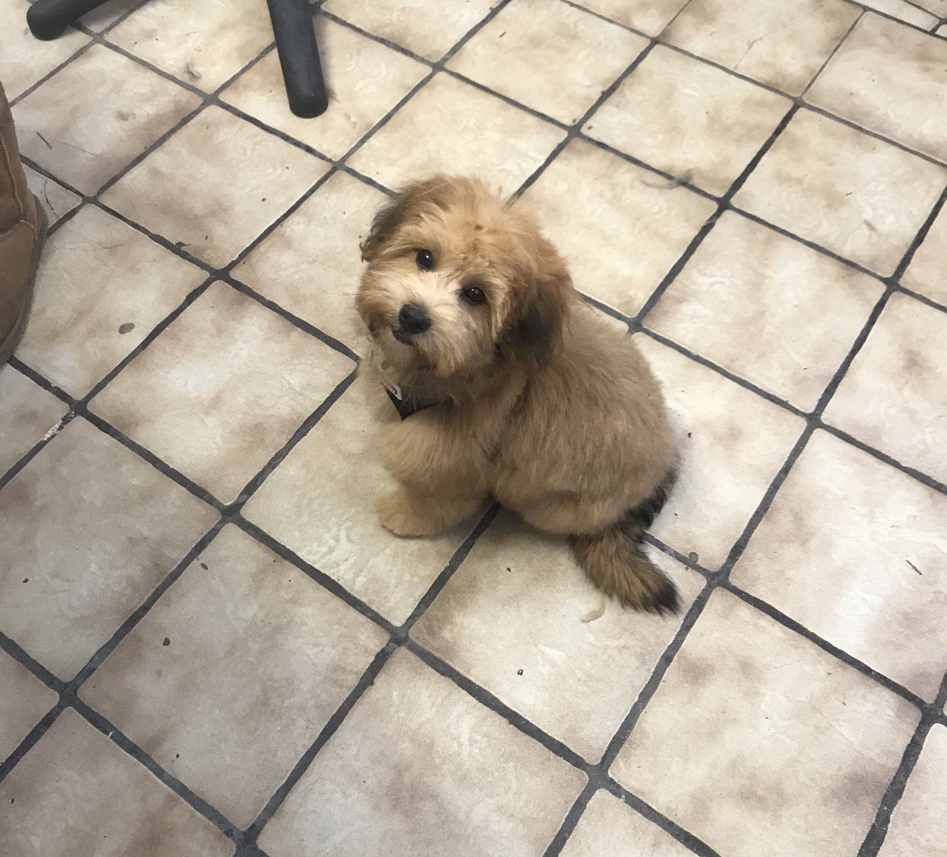 A puppy listening