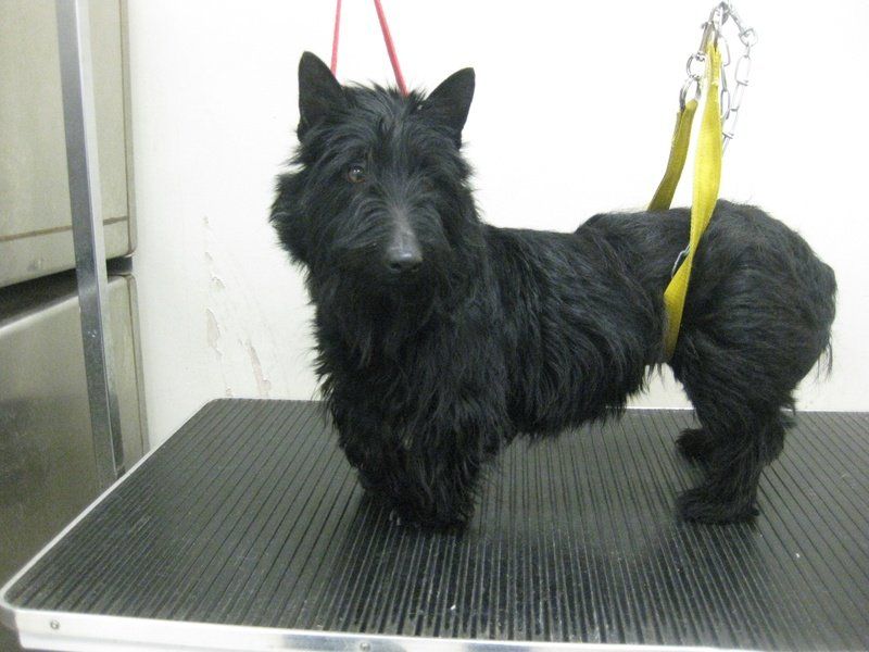 A black puppy