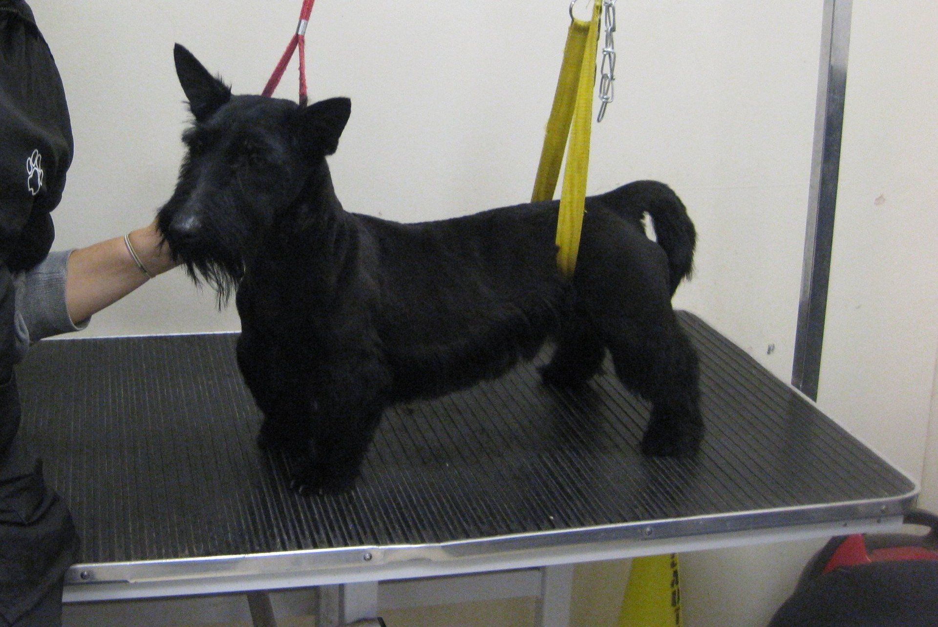 Pet undergoing testing
