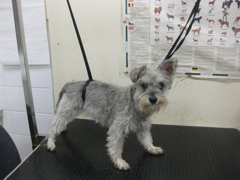 A pet