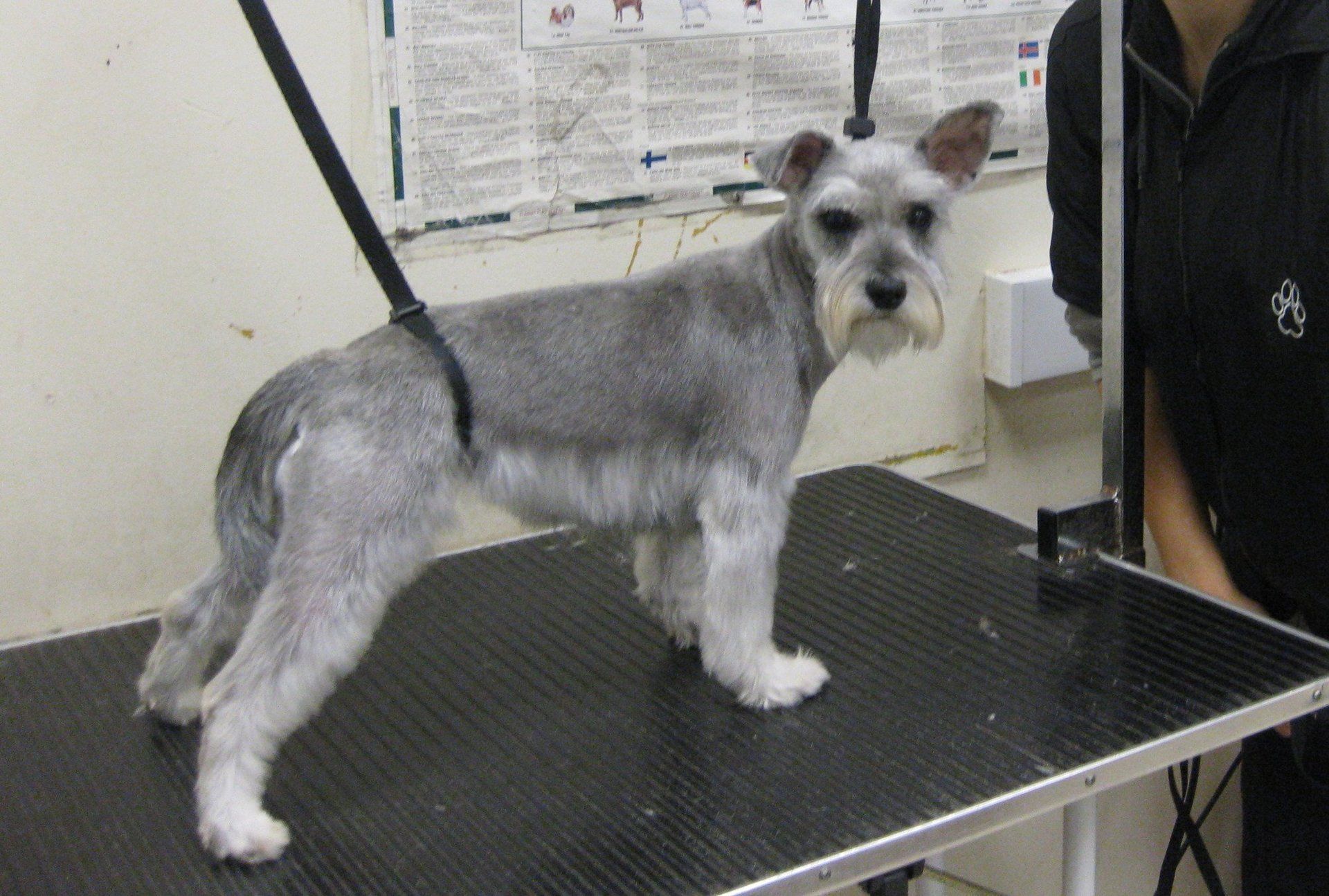 Pet microchipping