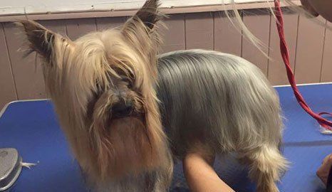 Pet microchipped