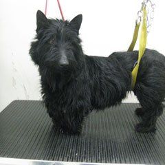 A black dog