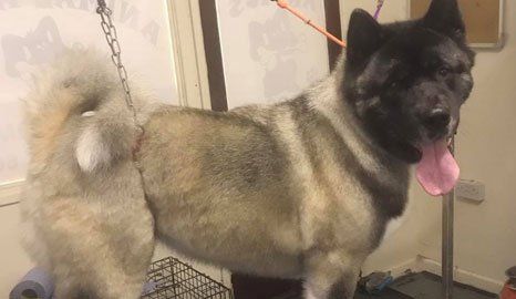 Pet scanning