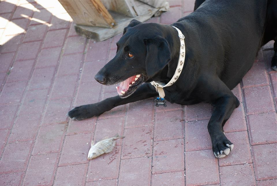 Black labrador dog with fish