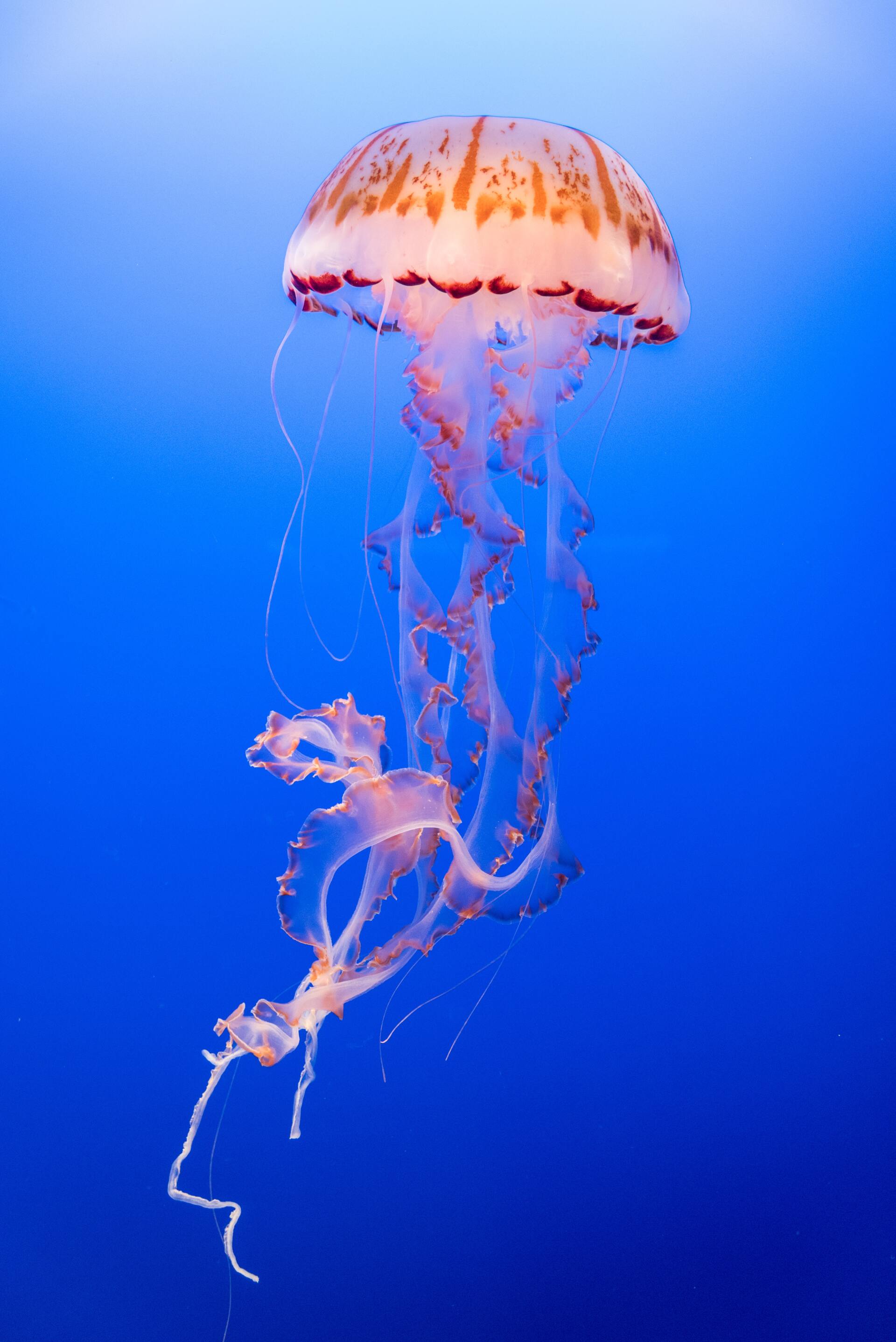 Pink Jellyfish