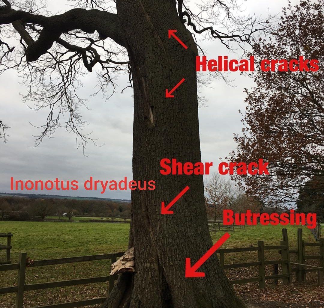 tree inspection