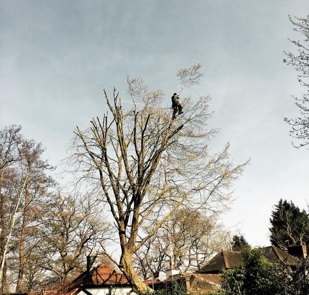 tree surgery