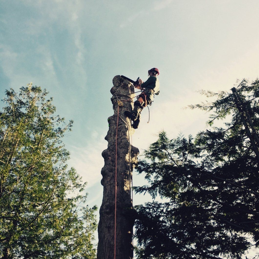 Tree surgery