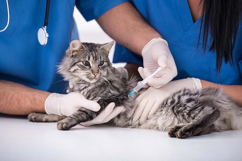 microchip per animali