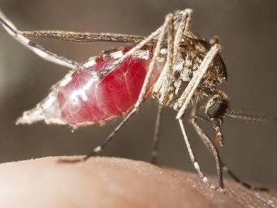 zanzara piena di sangue
