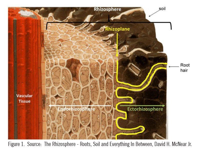 rhizosphere