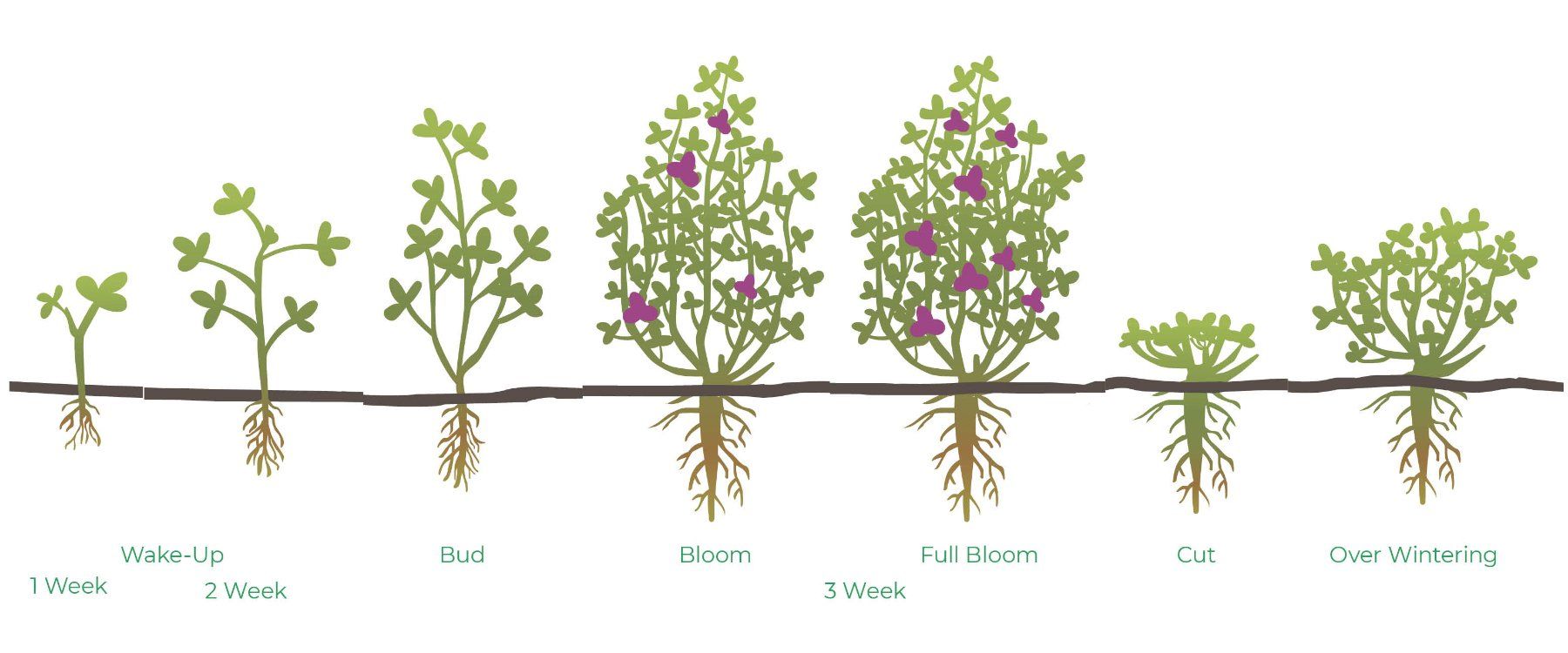 Alfalfa Growth Stages