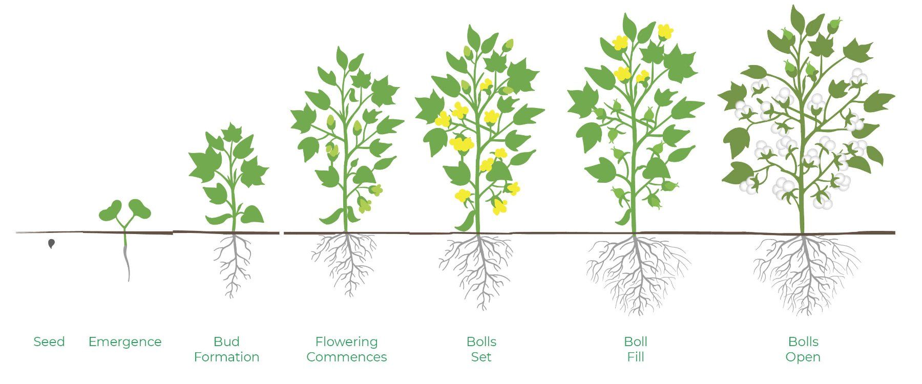 Cotton Stages of Growth