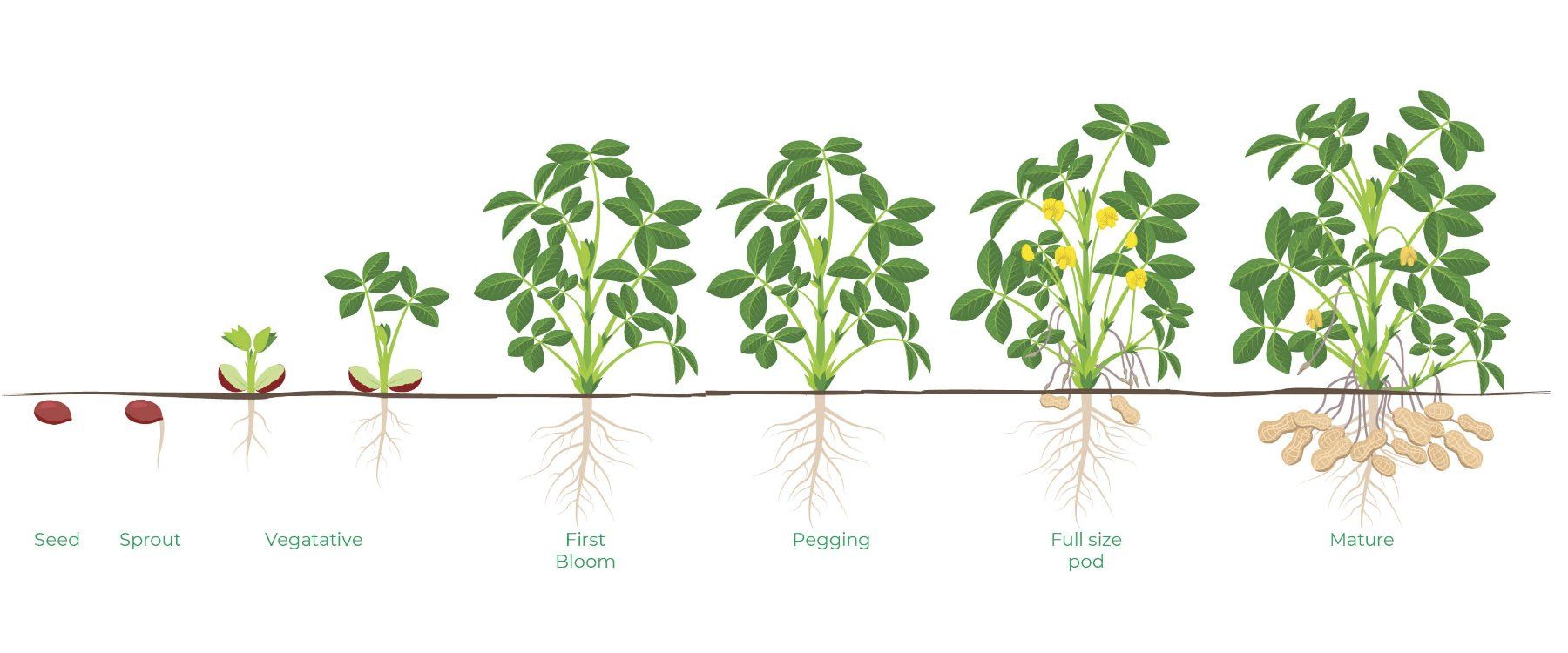 Wheat Stages of Growth