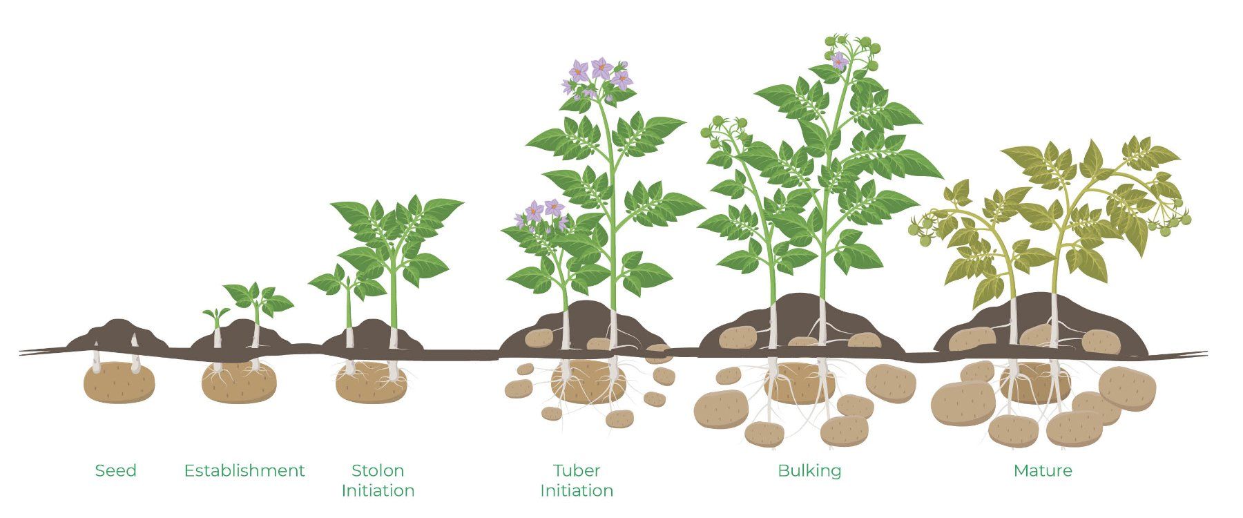 Sunflower Growth Stages