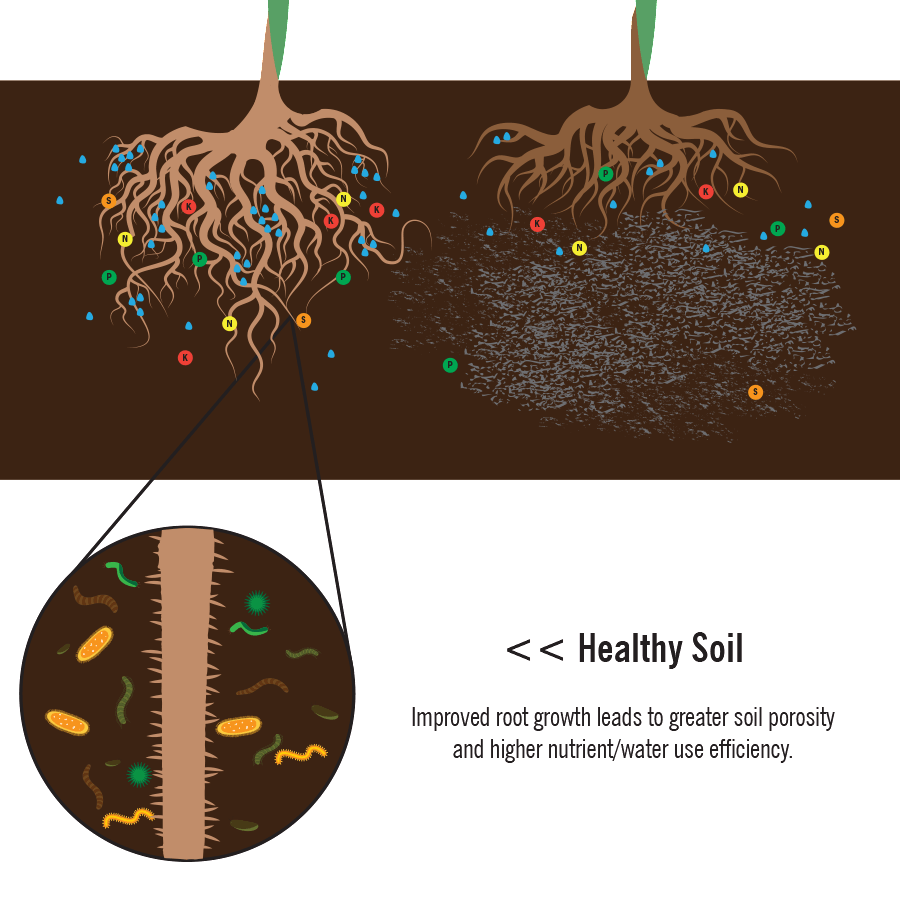 healthy soil