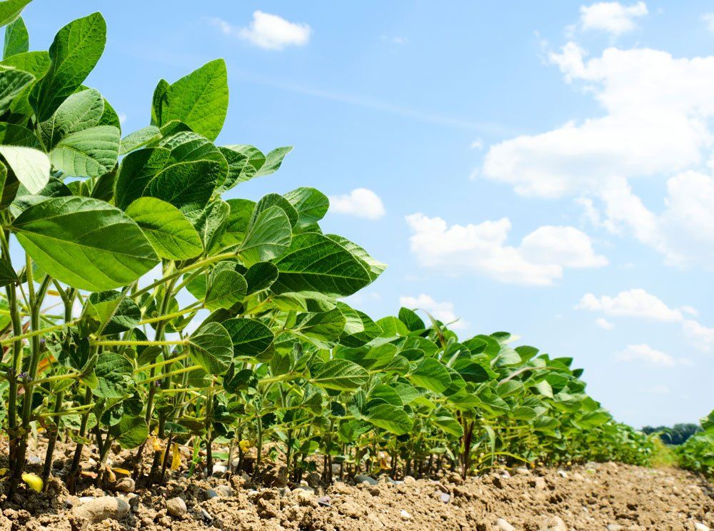 Soybeans