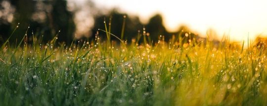 new fresh grass