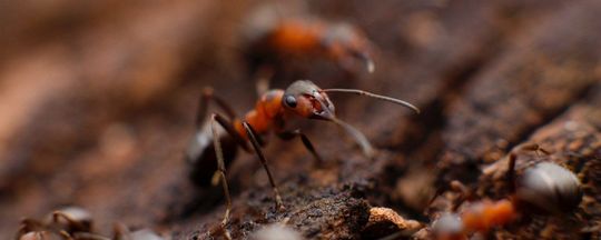 ant pests