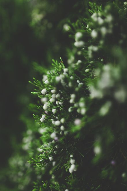 evergreen