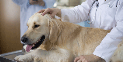 Dog - Animal Hospital in Warren, NJ
