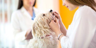 Dental Care - Animal Hospital in Warren, NJ Dental Care - Animal Hospital in Warren, NJ