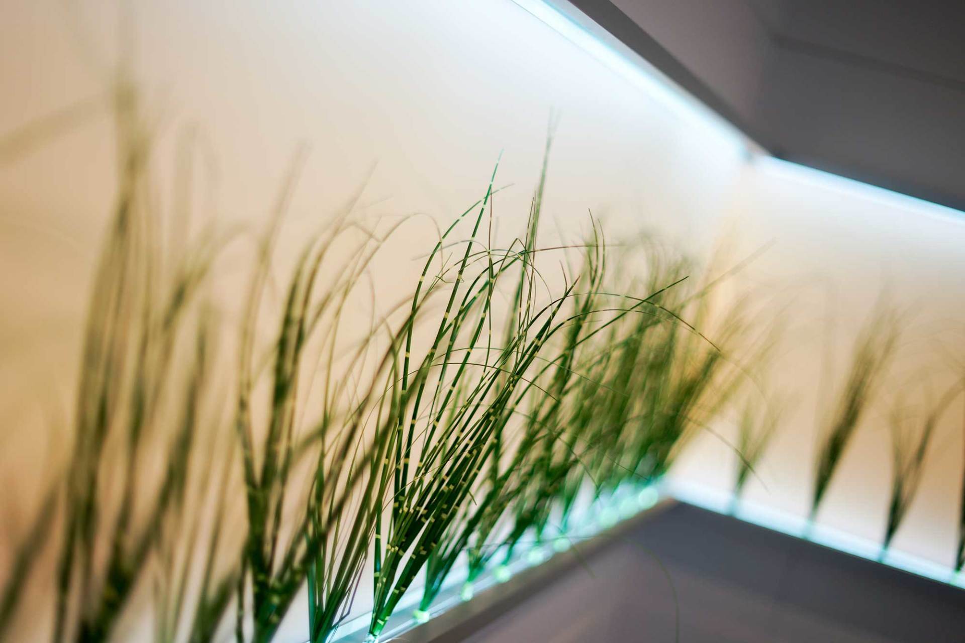 Eine Nahaufnahme einer Pflanze an einer Wand mit einem Licht dahinter.