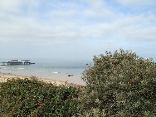 Sea Buckthorn Bush, Blackberries & Cromer Pier