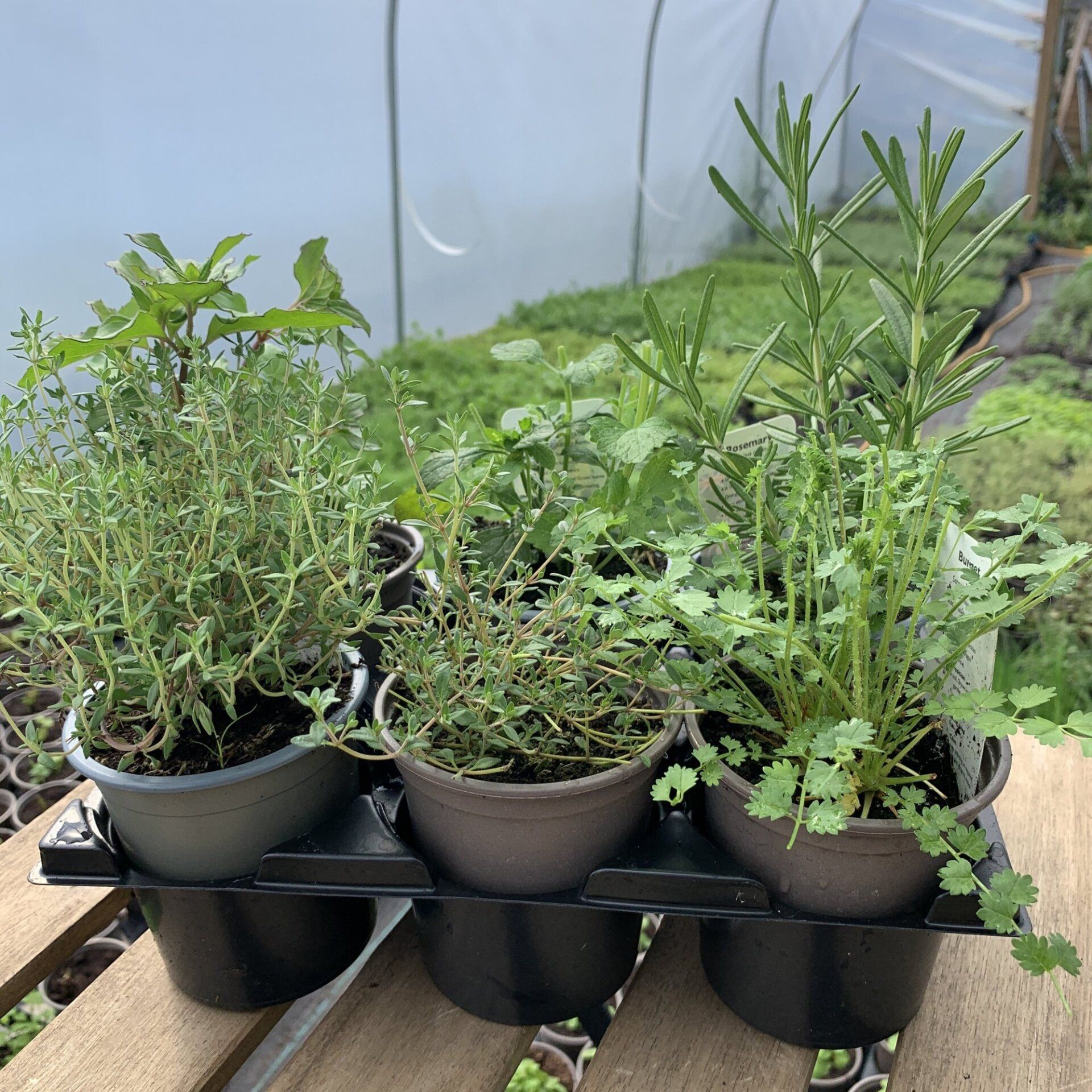Herbs