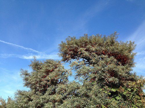 Sea Buckthorn Bush