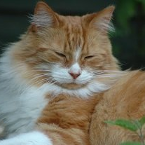 Let us look after your pets