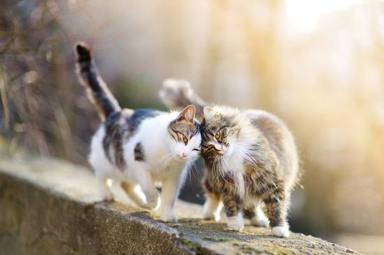 Cat families