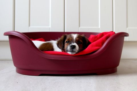 Beds and bedding