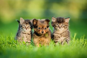 Puppies and kittens