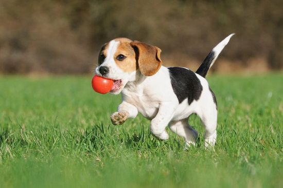 Exercise and play
