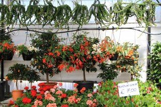 Imboschimento e forestazione