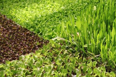 Progettazione area verde