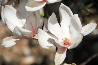 Fiori del vivaio