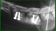 lastra di un collo di un cane 