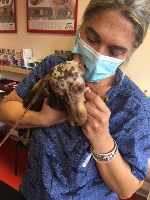 veterinaria con bassotto