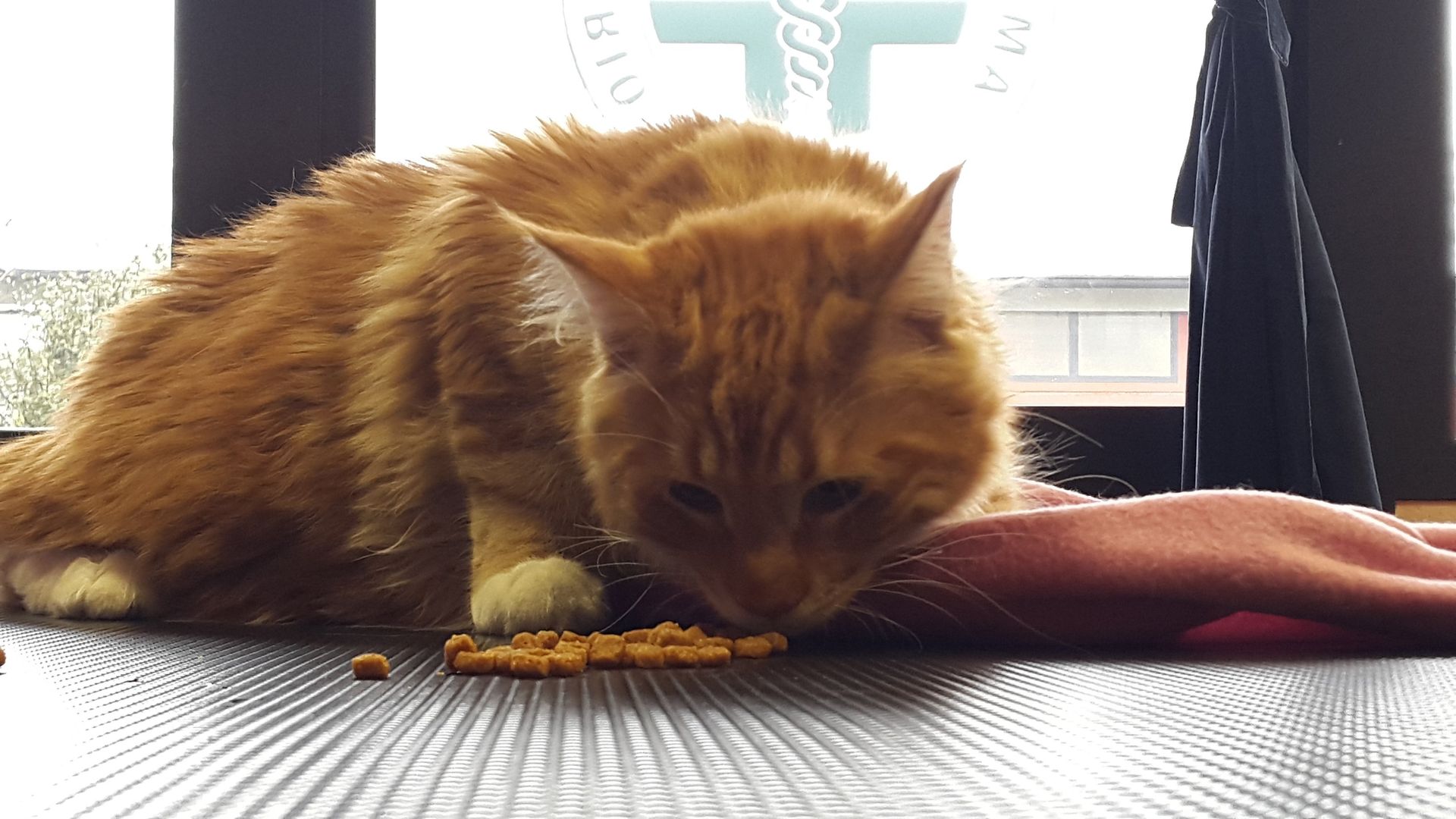 gatto mentre mangia