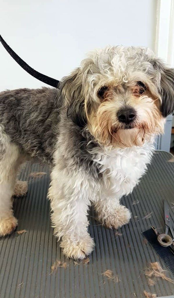 dog before grooming treatment